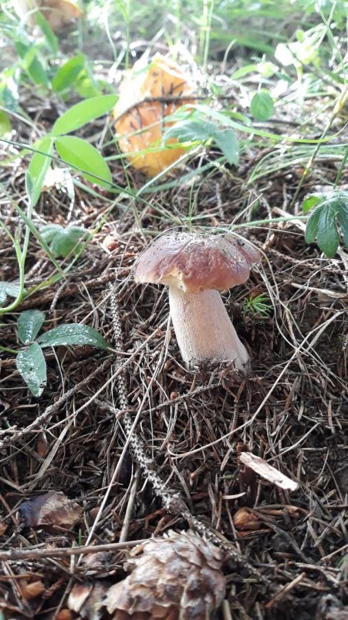 Pensiunea Argela Buitenkant foto